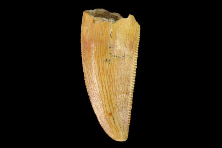 Serrated, Raptor Tooth - Real Dinosaur Tooth #149059